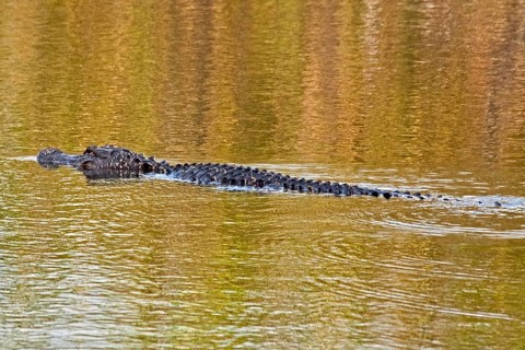 Alligator in swampland