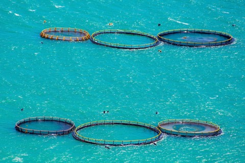 Aquacultures
