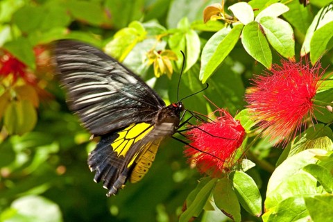 Butterfly Museum