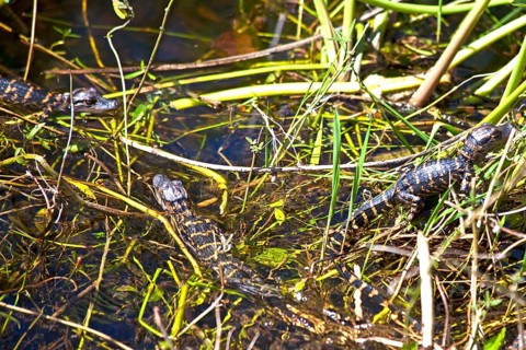 Mini alligators in the swampland