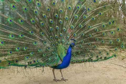 Indian peafowl (Pavo cristatus)