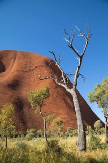 Trees by the path at Uluru
