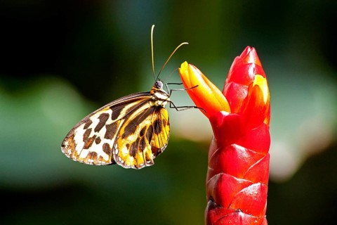 Butterfly Museum