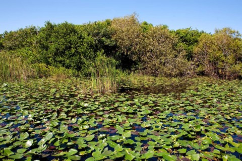 Swampland