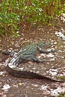 Alligator in swampland