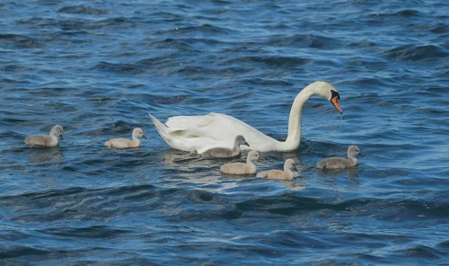 Swan with chicks in front of Eiswerder Island