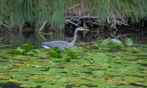 Grey heron (Ardea cinerea)