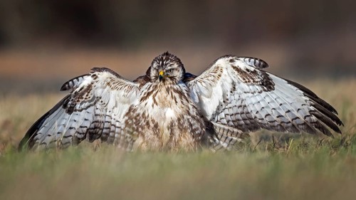 Common steppe buzzard (Buteo buteo) light morph