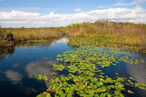 Anhinga Trail