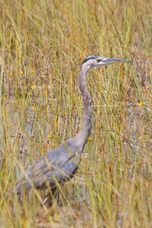 Egret in swampland