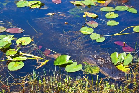 Alligator in swampland