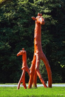 Giraffes