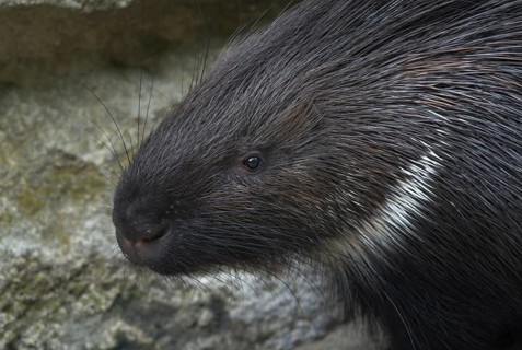 White-tailed porcupine
