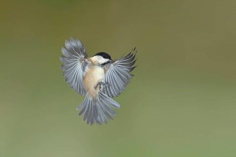 Willow tit (Parus montanus) in flight