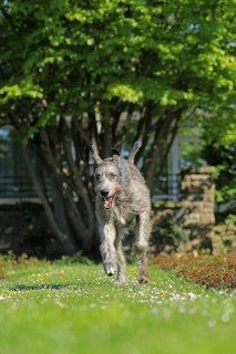 Running Wolfhound