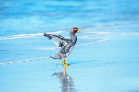 Steamer duck