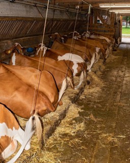 Lying cows in the stable of an alpine hut