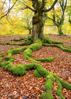 Common beech