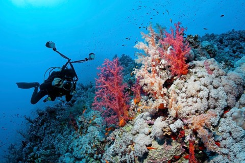 Diver
