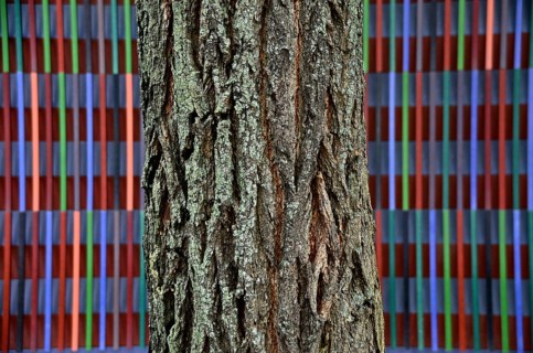 Tree bark in front of the colourfully striped facade of the Brandhorst Museum