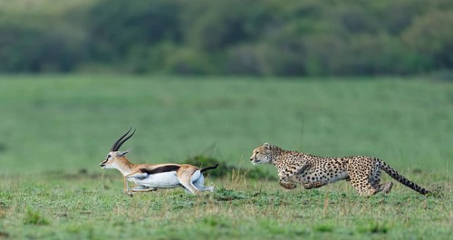 Cheetah