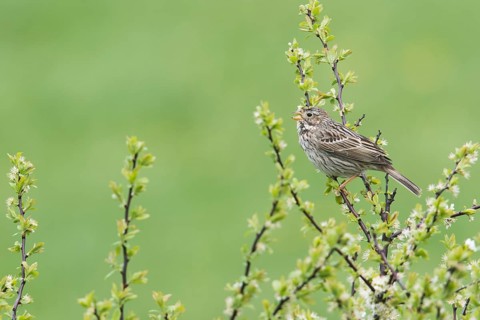 Corn bunting
