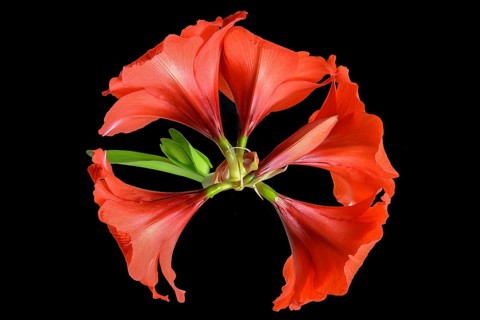 Amaryllis flowers on a black background