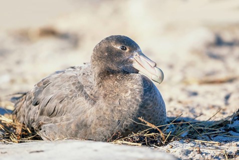 Giant Petrel