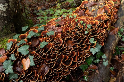 Brown velvet layer fungus