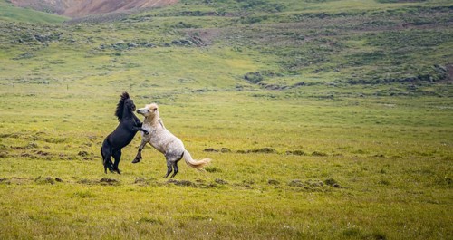 Two fighting stallions