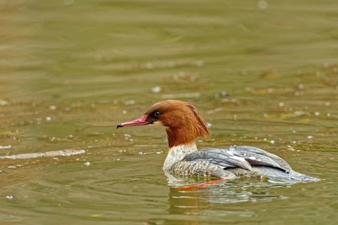 Common merganser