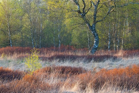 Warty birch