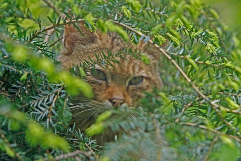 Wildcat