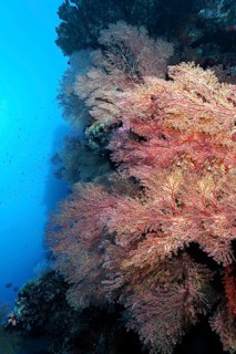 Coral reef wall covered with horn coral