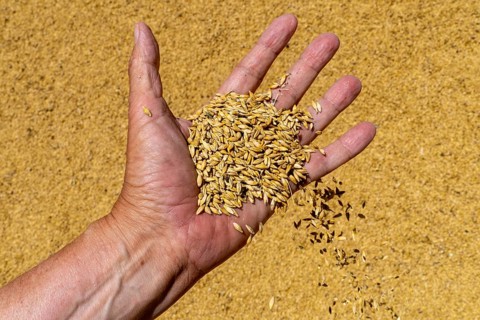 Freshly harvested wheat with husks