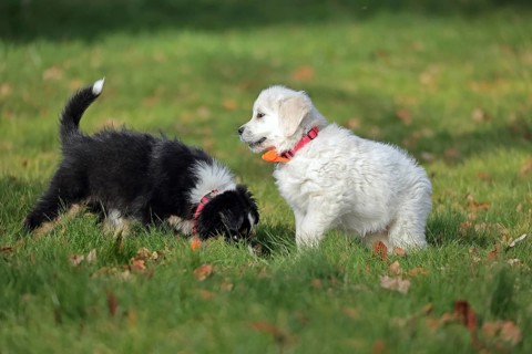 Golden Retriever and Australian Shepherd