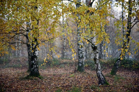Sand birch