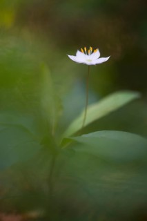 Chickweed wintergreen
