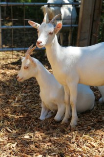 White goats