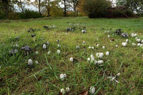 Shaggy ink cap