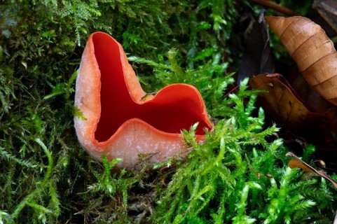 Scarlet elf cup