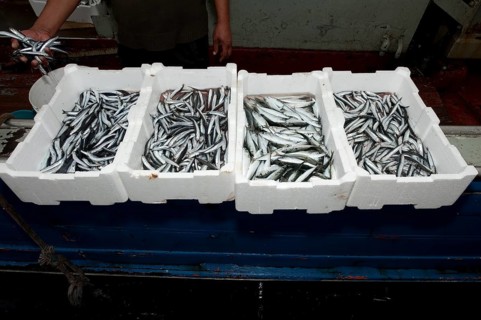 Fisherman sorting freshly caught european pilchards