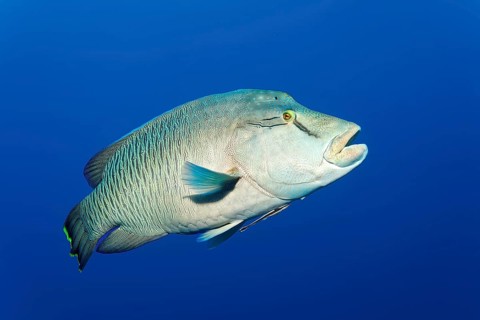 Humphead wrasse