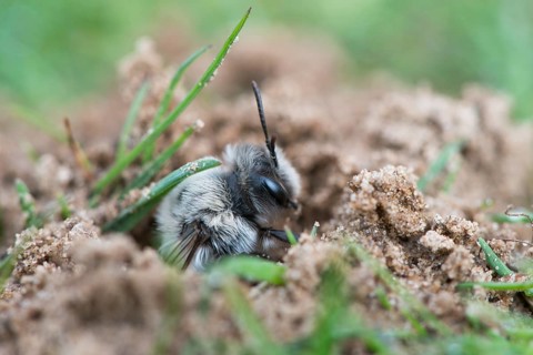 Ashy mining bee