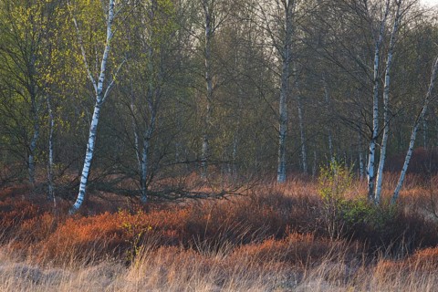 Warty birch