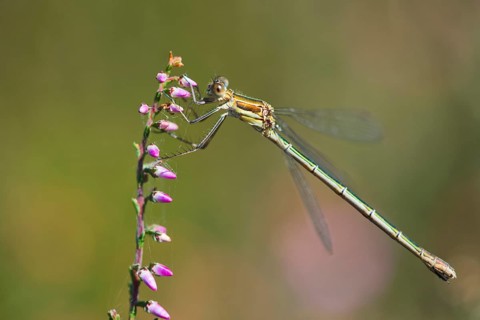Common Emerald Damselfly