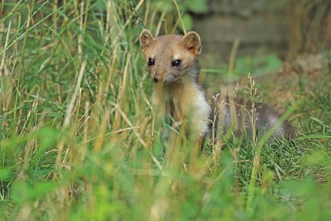 Beech marten