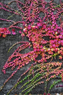 Boston ivy