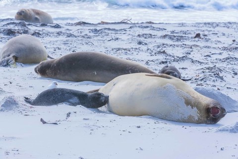 Southern elephant seals