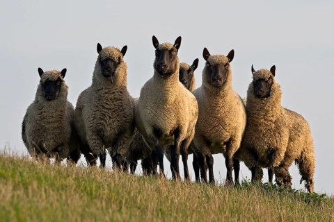 Suffolk sheep